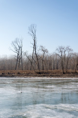 Calm forest on the frozen river