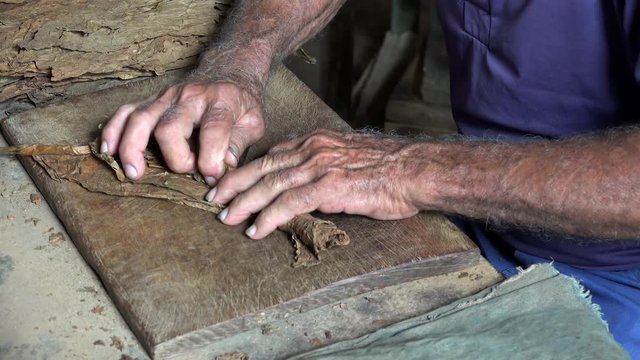Cuban cigar-maker is rolling cigars. Robaina farm, Vuelta Abajo, Pinar del Rio