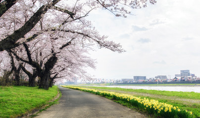 Fototapeta premium Path way of cherry blossoms and Daffodil flowers in Kitakami,Japan