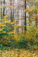 autumn landscape. colorful, picturesque forest in the morning mist. tinted photo