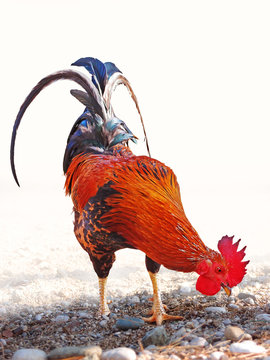 Colorful fire cock partially isolate