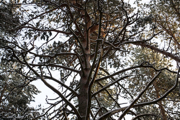 Fototapeta premium Winter pine forest,tree branches in snow,tops of the trees