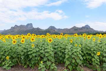 Fototapeta na wymiar Sunflower field at the mountain