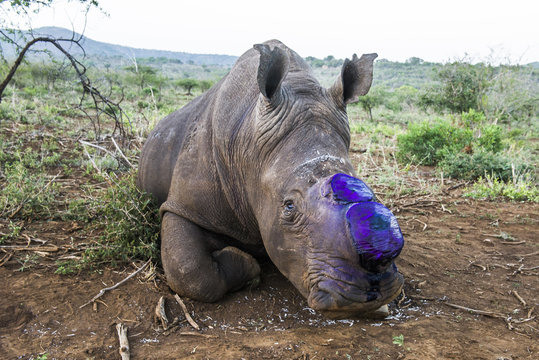 White Rhino Capture and Dehorning to prevent poaching