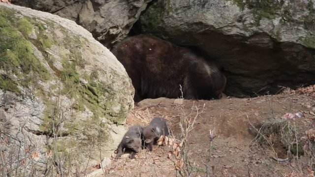 Brown bear mother with offspring