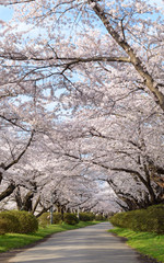 cherry blossom tree road and blue sky background