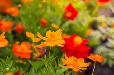 Spring background with beautiful yellow flowers in garden.
