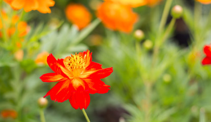 Spring background with beautiful yellow flowers in garden.
