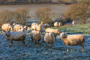 Sheep in A Frosty Field