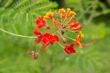 Spring background with beautiful yellow flowers in garden.