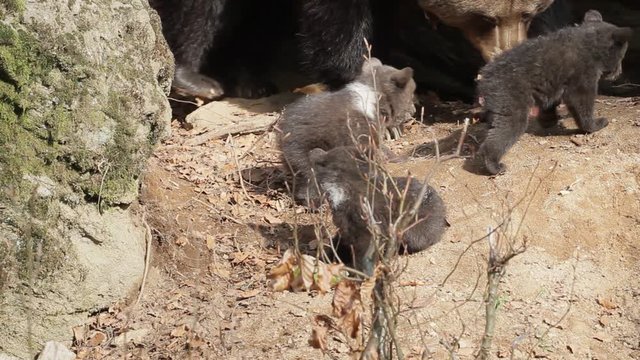 Brown bear mother with offspring