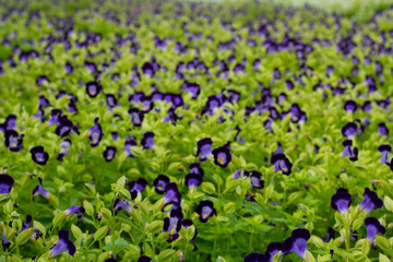 soft-focus Spring background with beautiful purple flowers in ga