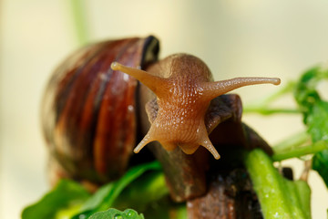the big Achatina snail