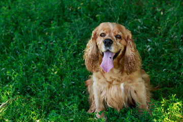 dog breed American Cocker Spaniel
