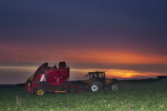 Sugar Beet Crop Being Harvested Norfolk UK December