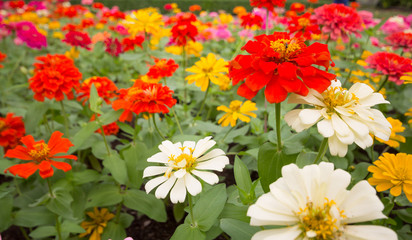 Spring background with beautiful colorful flowers in garden.