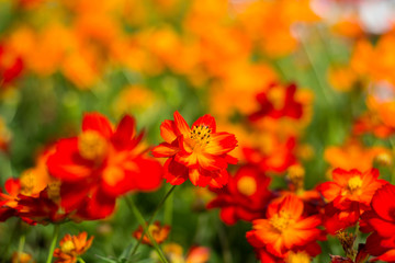 Spring background with beautiful yellow-red flowers in garden.