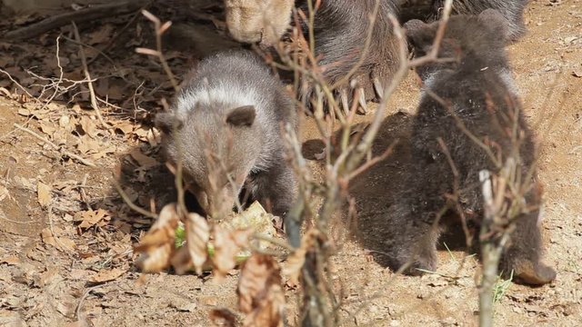 Brown bear mother with offspring