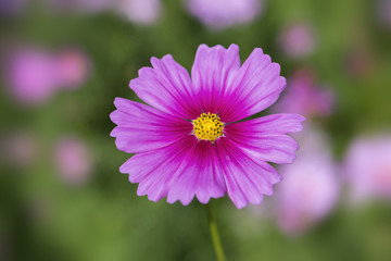 Fototapeta premium Beautiful closeup cosmos flower over blurred garden background, outdoor natural day light