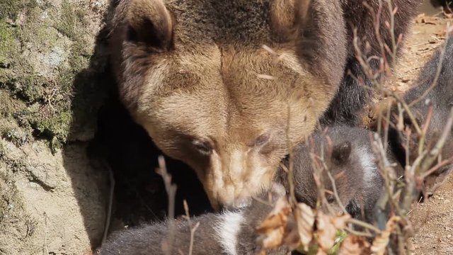 Brown bear mother with offspring