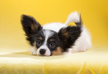 Portrait of a Papillon puppy