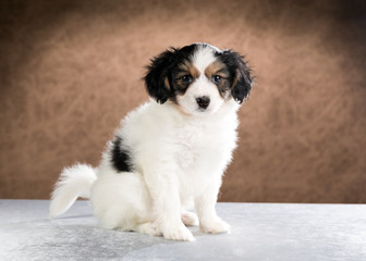 Portrait of a Papillon puppy