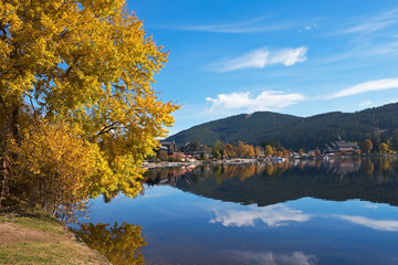 Yellow poplar on the shore of Titisee Lake in the sunny autumn day, Germany