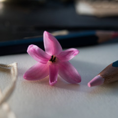 Spring. pencils and pink hyacinth flower on white paper. close-up