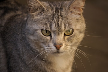 Fototapeta na wymiar gatto grigio