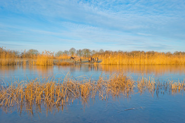 Horses along the shore of a frozen lake in winter © Naj