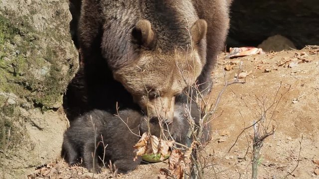 Brown bear mother with offspring