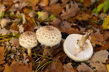 edible Parasol mushroom