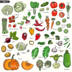 Big set of colored vegetables in sketch style