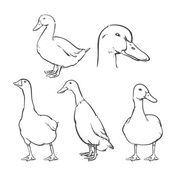 Duck isolated on a white background, Vector illustration, Clip art