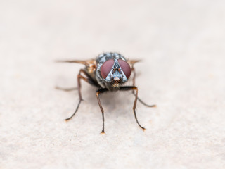 House Fly Insect on Wall
