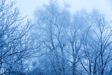 Fototapeta na wymiar forêt en hiver