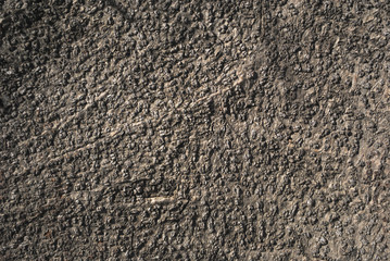 texture of the palm trunk