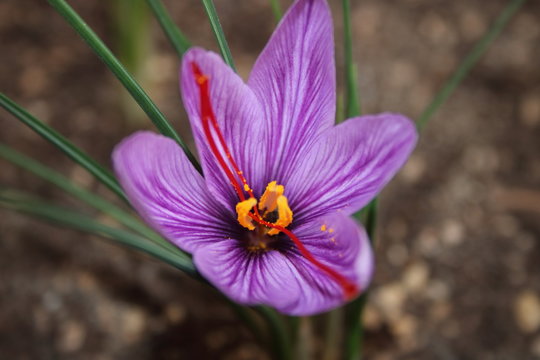 fiore zafferano