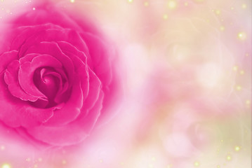 Fototapeta na wymiar pink rose on a soft pink blurred bokeh background composed of shiny bubbles for Valentine's Day