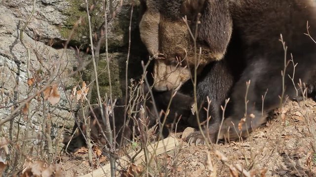 Brown bear mother with offspring