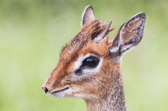 Male Kirk's Dik Dik