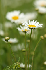 chamomile wild flower closeup