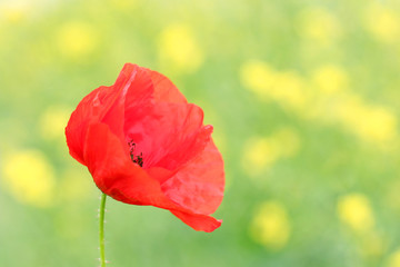 poppies flower closeup spring season
