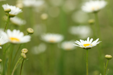 white chamomile wild flower meadow