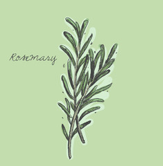 Rosemary branch vector
