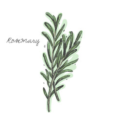 Rosemary branch vector