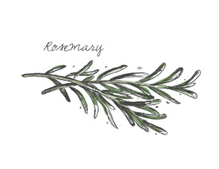Rosemary branch vector