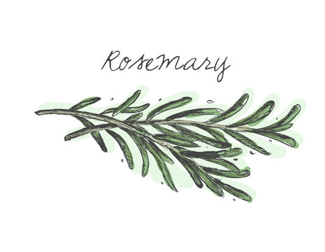 Rosemary branch vector