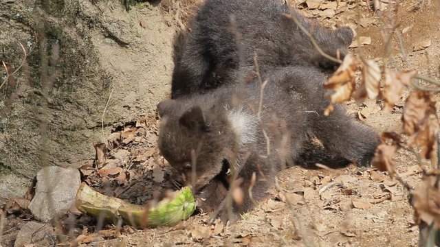 Brown bear mother with offspring