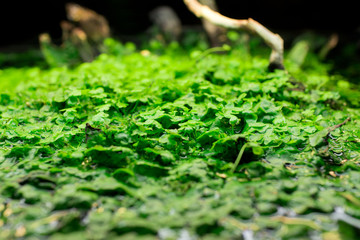 Green Swamp. Close-up